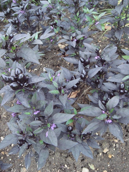 Capsicum annuum 'Black Pearl'